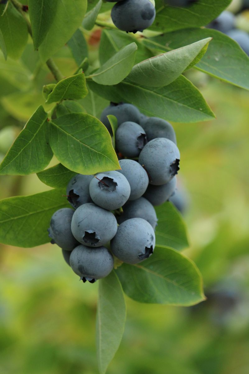 Jersey Highbush Blueberry Adds Natural Charm To Long Island Landscapes
