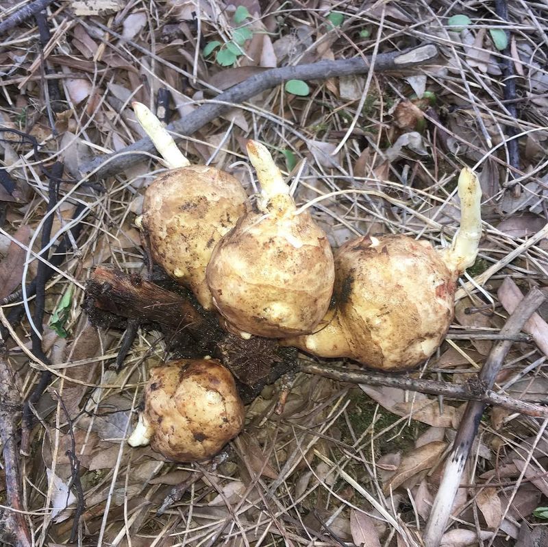 Jerusalem Artichoke (Helianthus tuberosus)