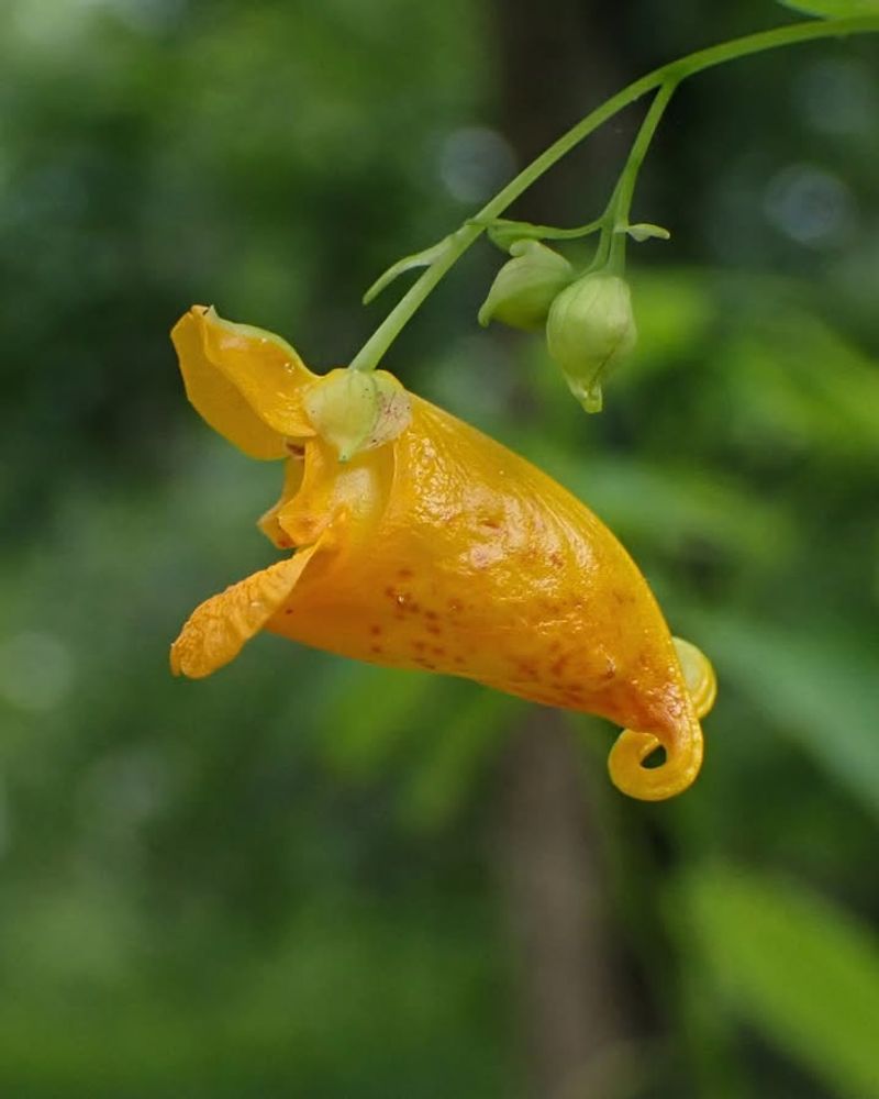 Jewelweed (Impatiens capensis)