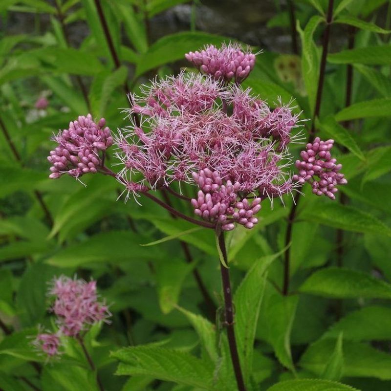 Joe-Pye Weed Joe-Pye Weed