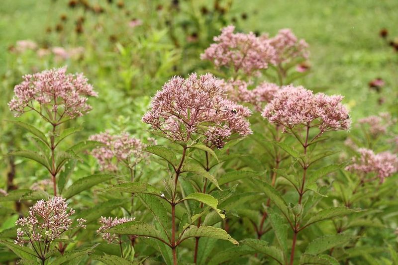 Joe-Pye Weed