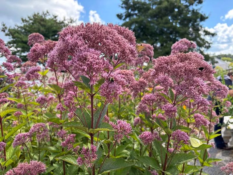 Joe-Pye Weed