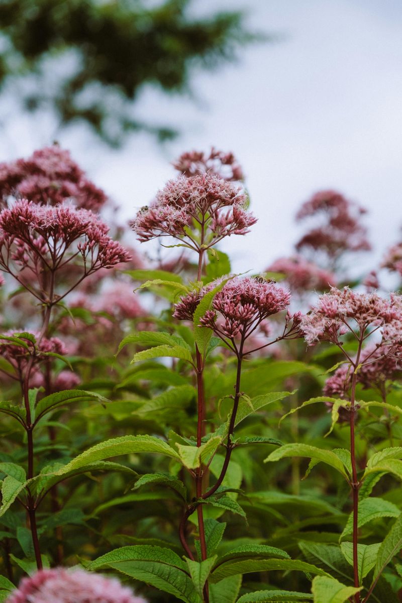 Joe Pye Weed Joe Pye Weed