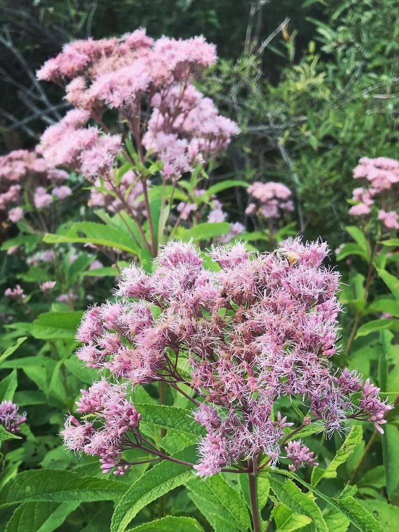 Joe Pye Weed Joe Pye Weed