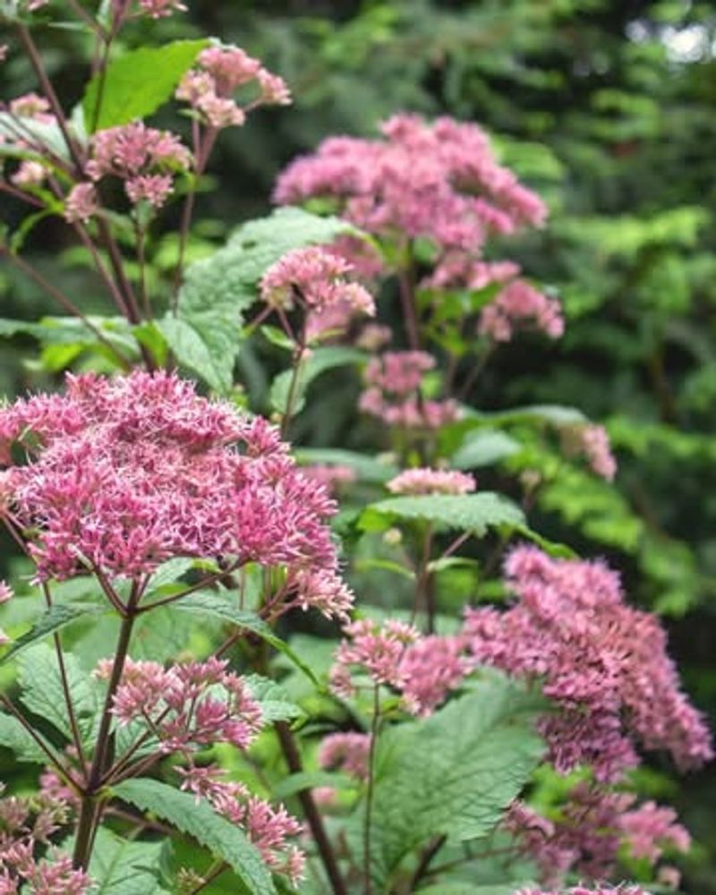 Joe Pye Weed Joe Pye Weed