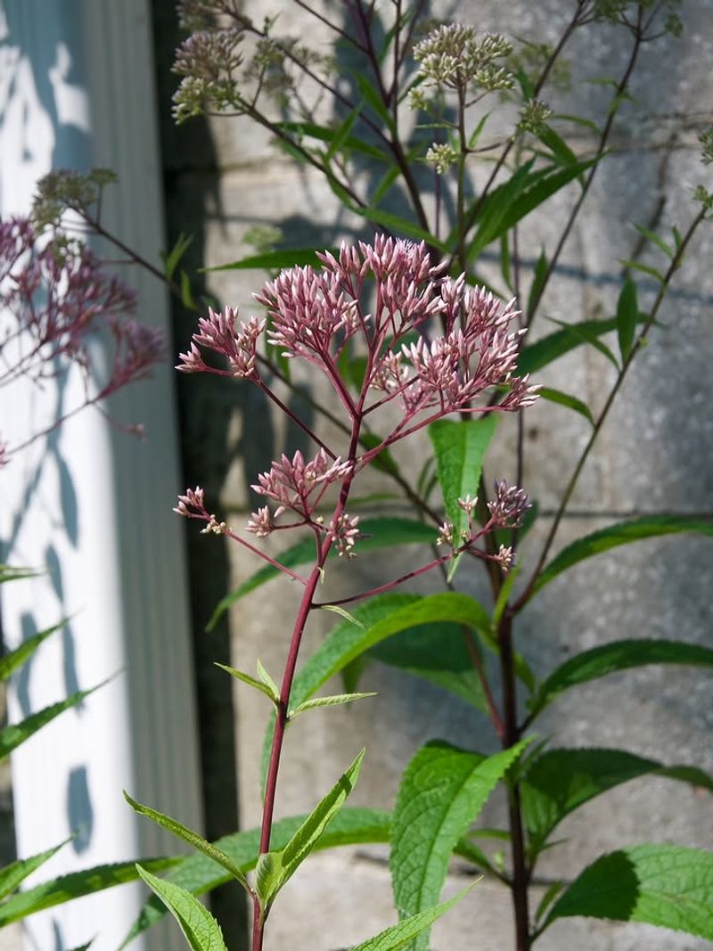 Joe Pye Weed Brings More Dragonfly Activity To Gardens