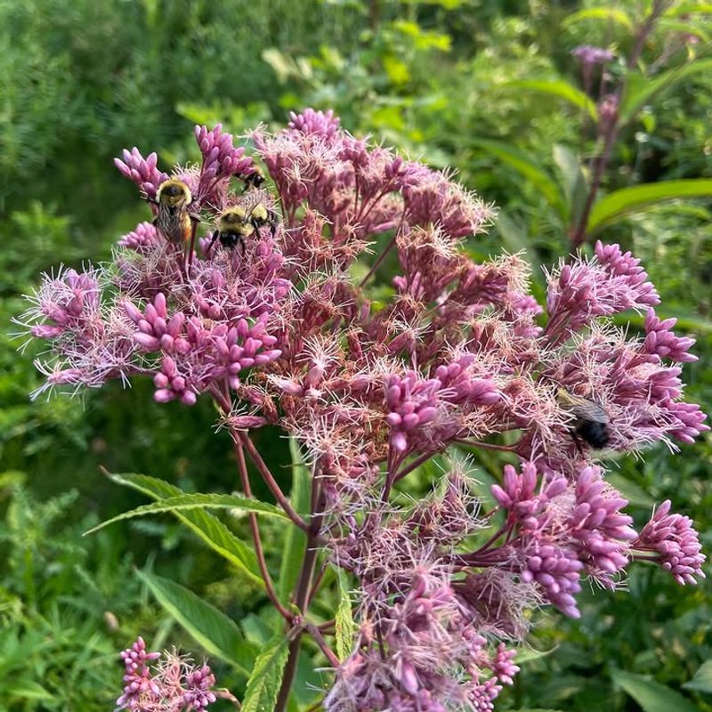 Joe Pye Weed Can Be Divided To Create More Pollinator Plants For Free
