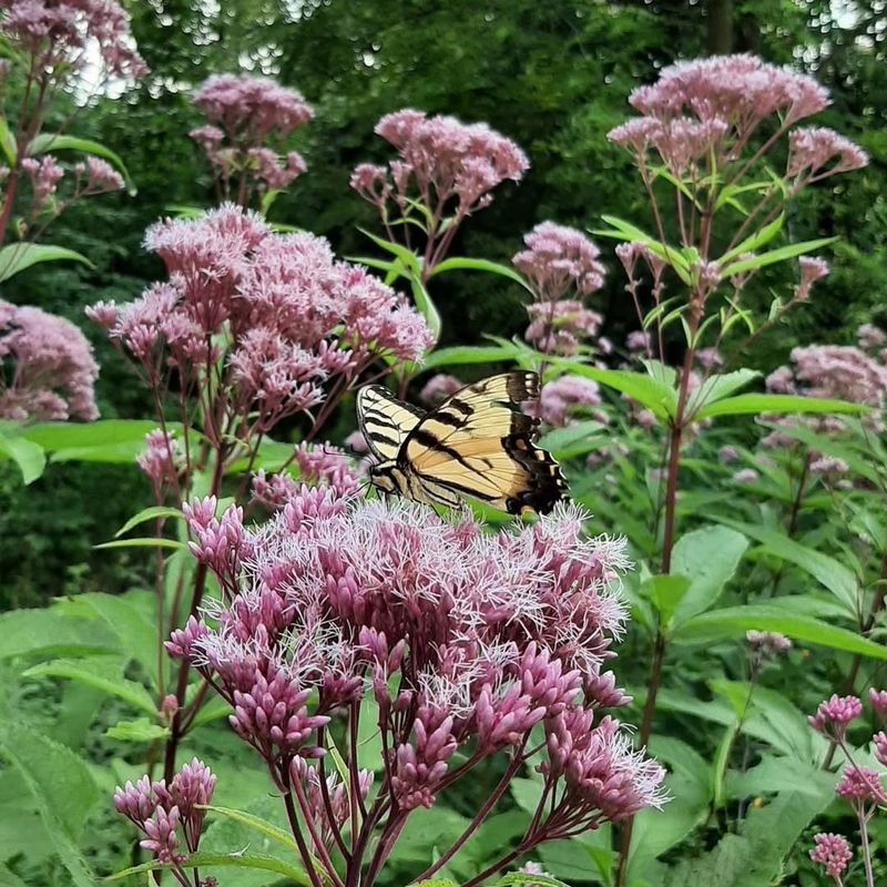 Joe Pye Weed Can Be Split Before Summer Growth Accelerates