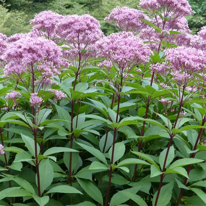Joe Pye Weed Creates A Bigger Pollinator Show Than Black-Eyed Susans