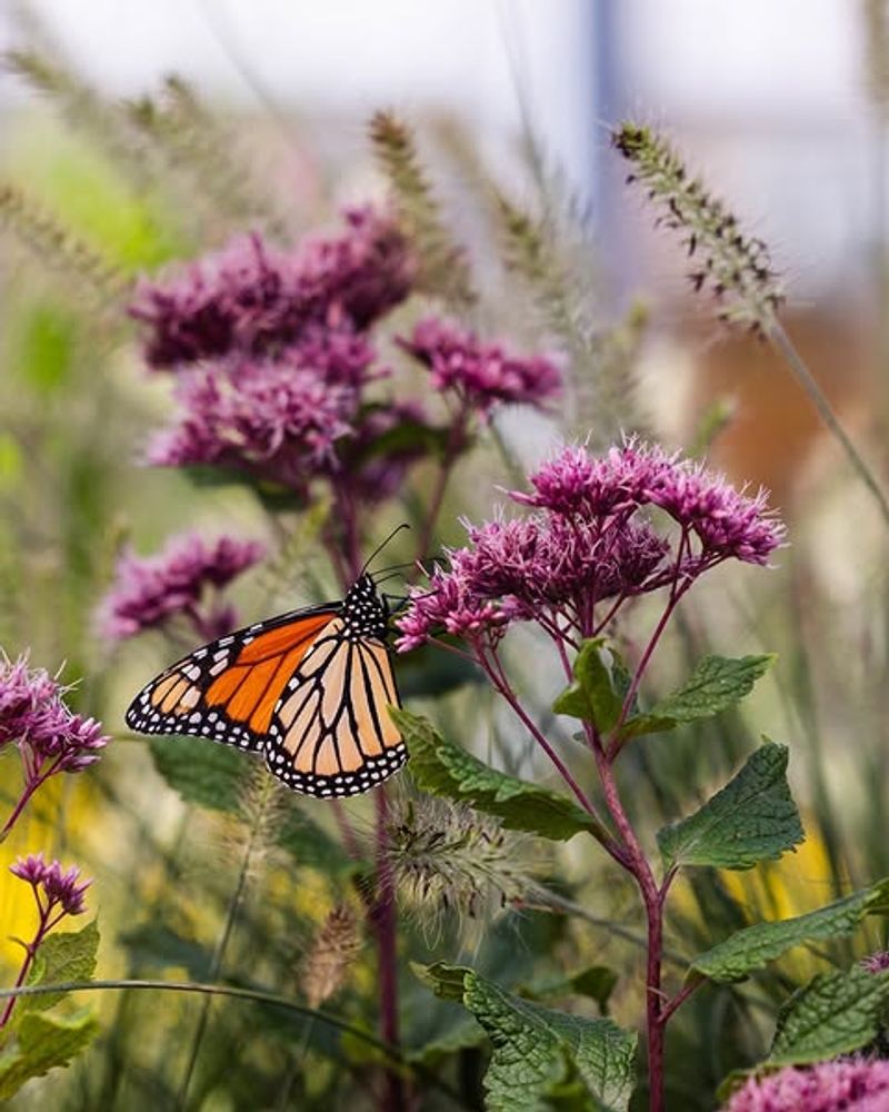 Joe-Pye Weed Draws Insects Before Seeds Form Joe-Pye Weed Draws Insects Before Seeds Form