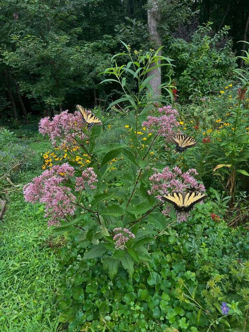 Joe Pye Weed (Eutrochium fistulosum)