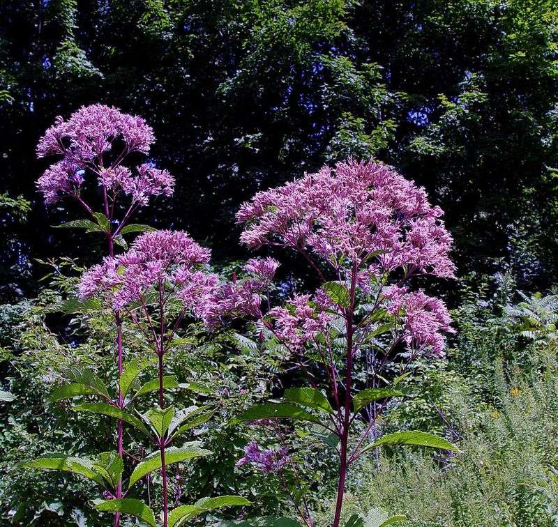 Joe Pye Weed (Eutrochium fistulosum)