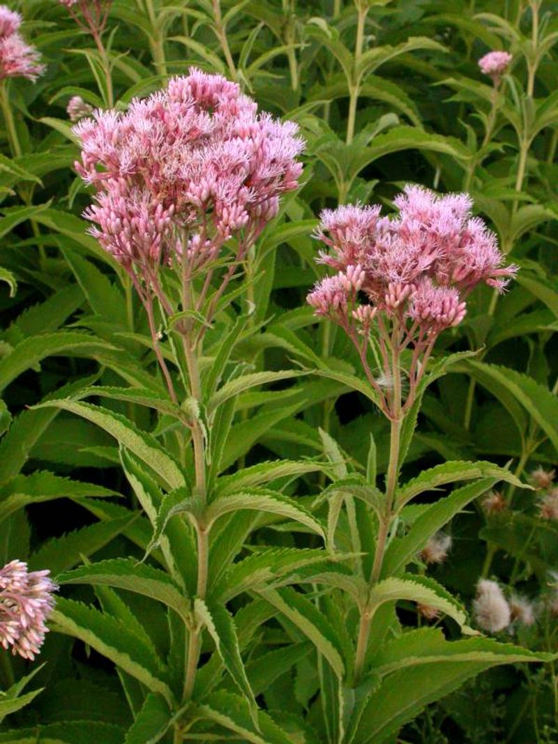 Joe Pye Weed (Eutrochium maculatum)