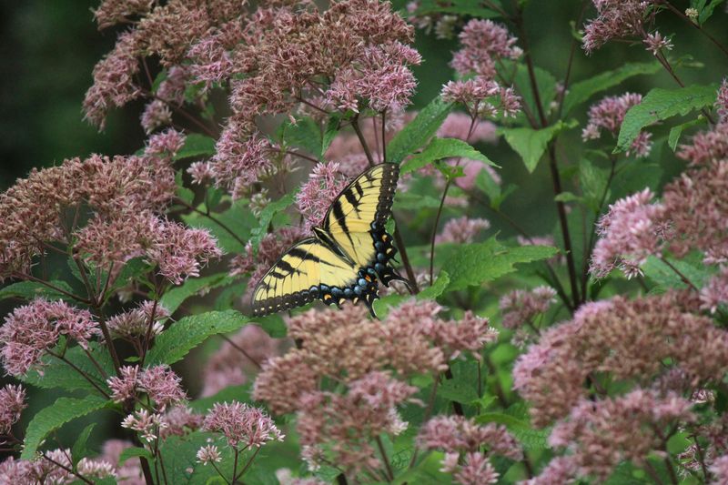 Joe Pye Weed
