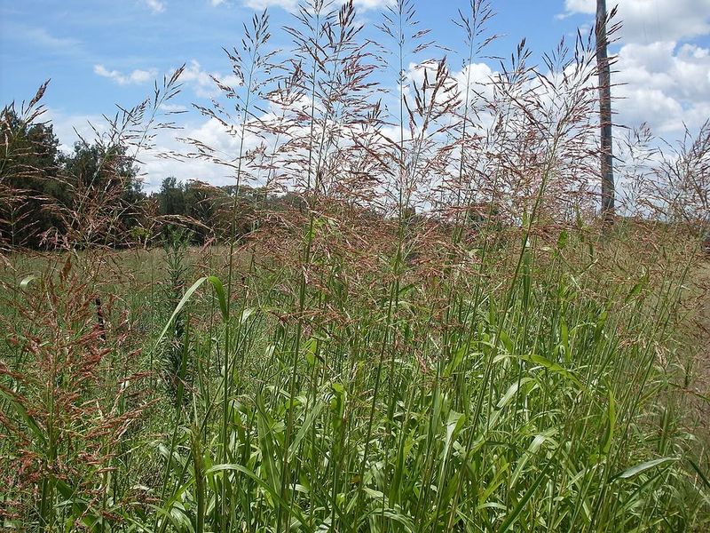Johnson Grass