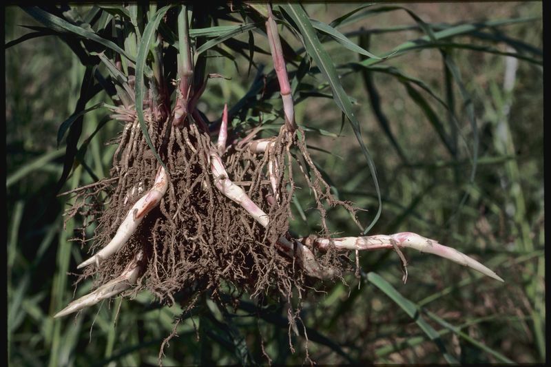 Johnsongrass Brings Aggressive Competition