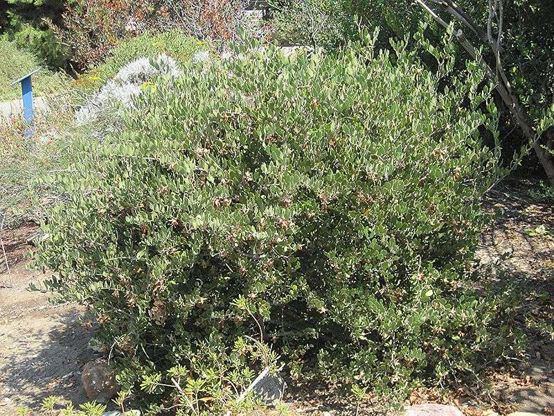 Jojoba