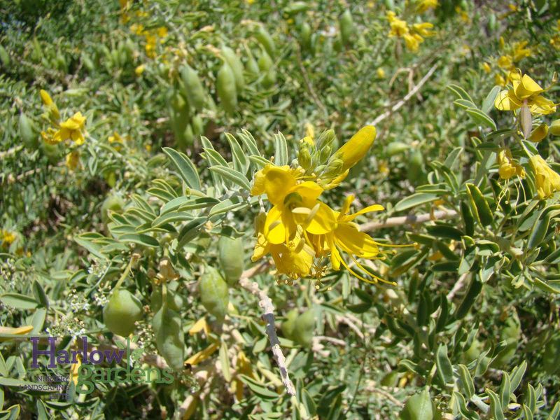Jojoba