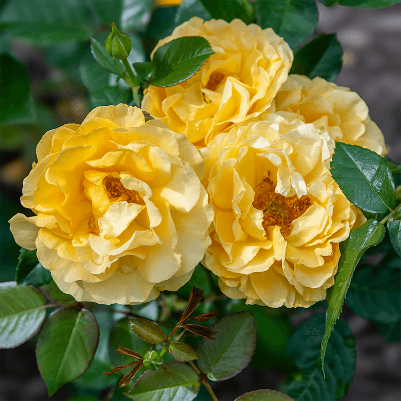 Julia Child Rose Performs Well In Hot Climates Julia Child Rose Performs Well In Hot Climates
