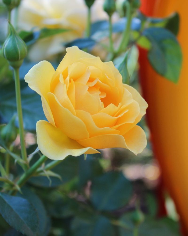 Julia Child Rose