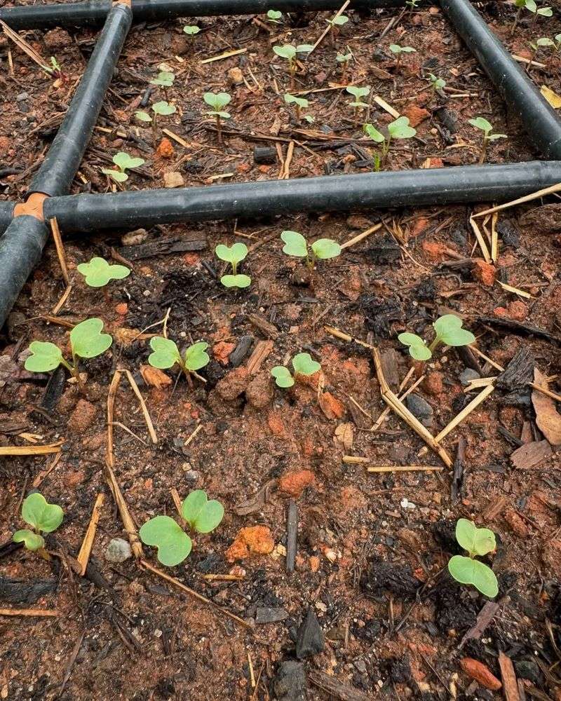 July Is When Smart Gardeners Start Fall Vegetable Planning