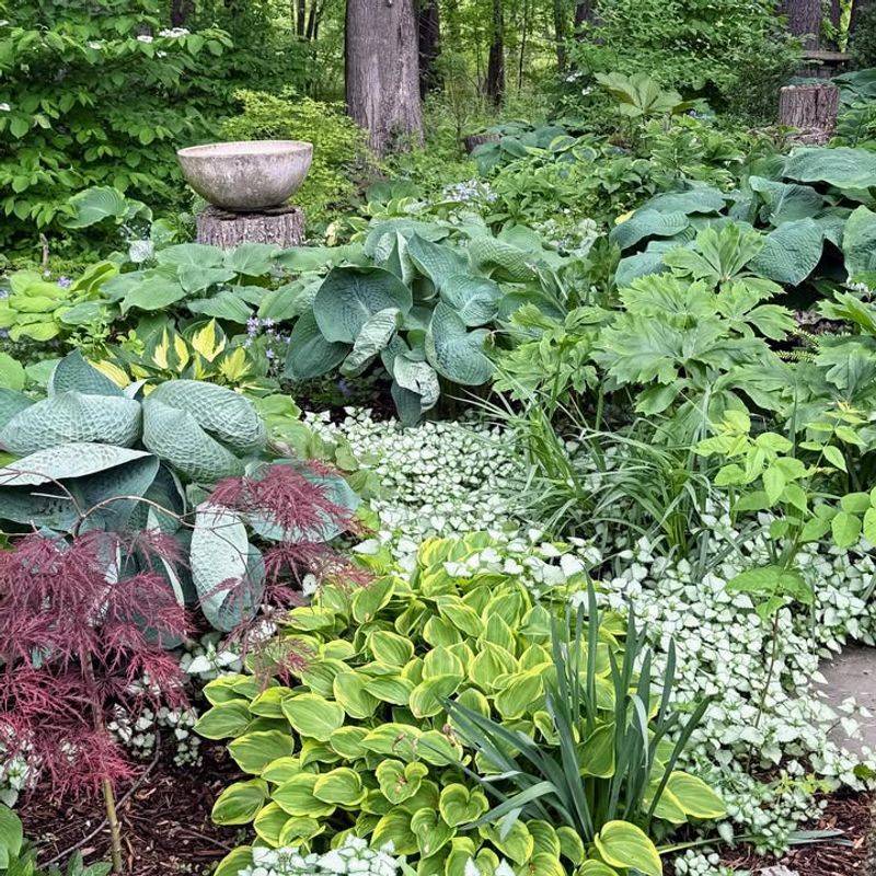 June Feeding Helps Support Strong Summer Hosta Growth June Feeding Helps Support Strong Summer Hosta Growth