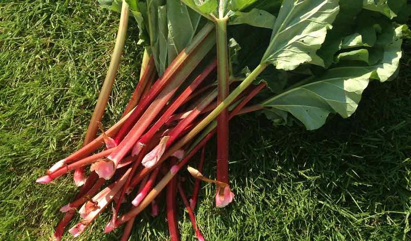 June Harvesting Still Works Well If You Pay Attention To Your Plants