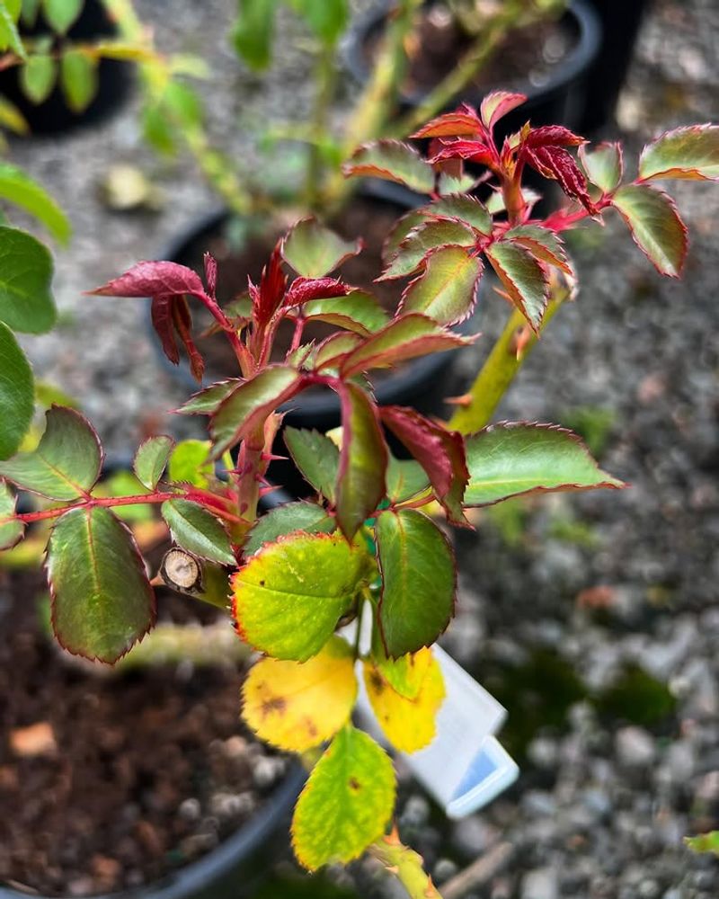 June Heat Can Stress Rose Leaves June Heat Can Stress Rose Leaves