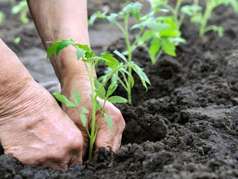 June Is Still A Good Time To Plant Heat Loving Vegetables