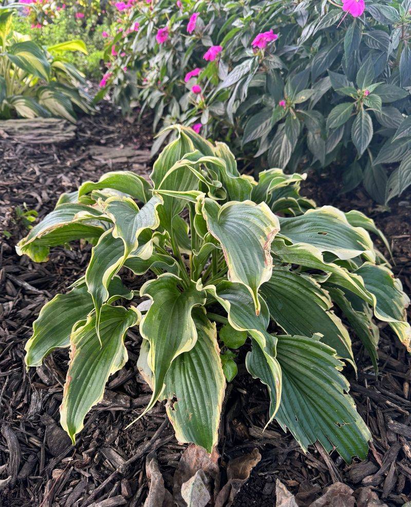June Is The Best Time To Keep Hostas Evenly Moist During Active Growth June Is The Best Time To Keep Hostas Evenly Moist During Active Growth