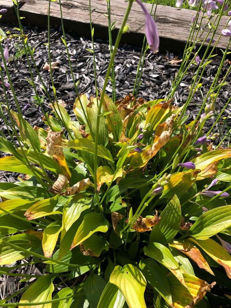 June Is When Michigan Gardeners Should Watch For Hosta Scorch June Is When Michigan Gardeners Should Watch For Hosta Scorch