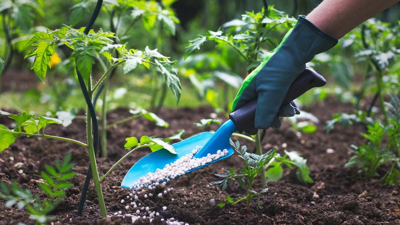 June Rain Can Carry Nutrients Away Quickly