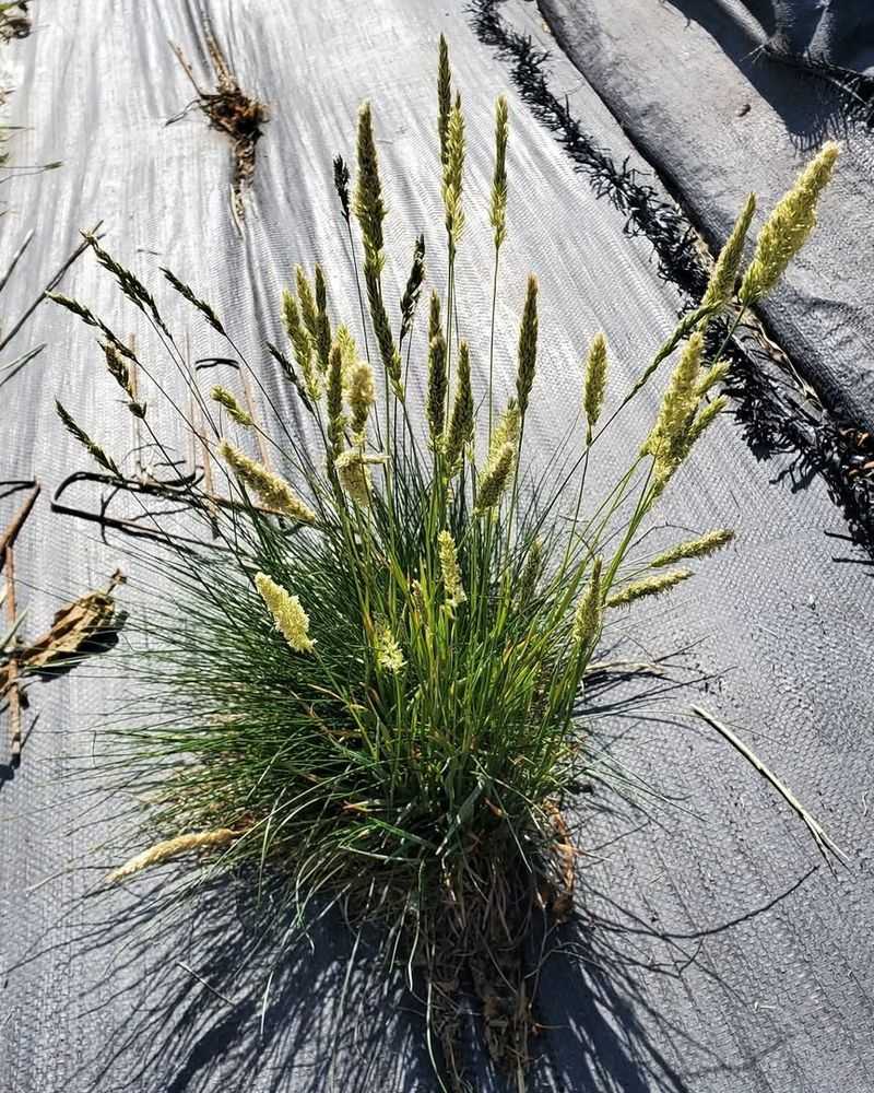 Junegrass