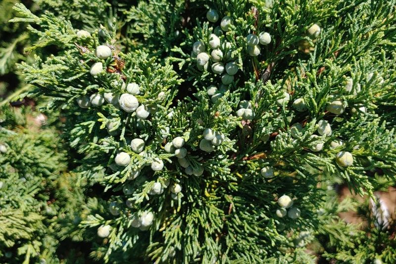 Juniper Holds The Garden Together All Year