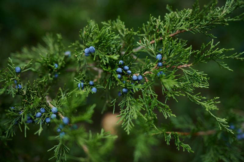 Juniper (Juniperus Spp.)