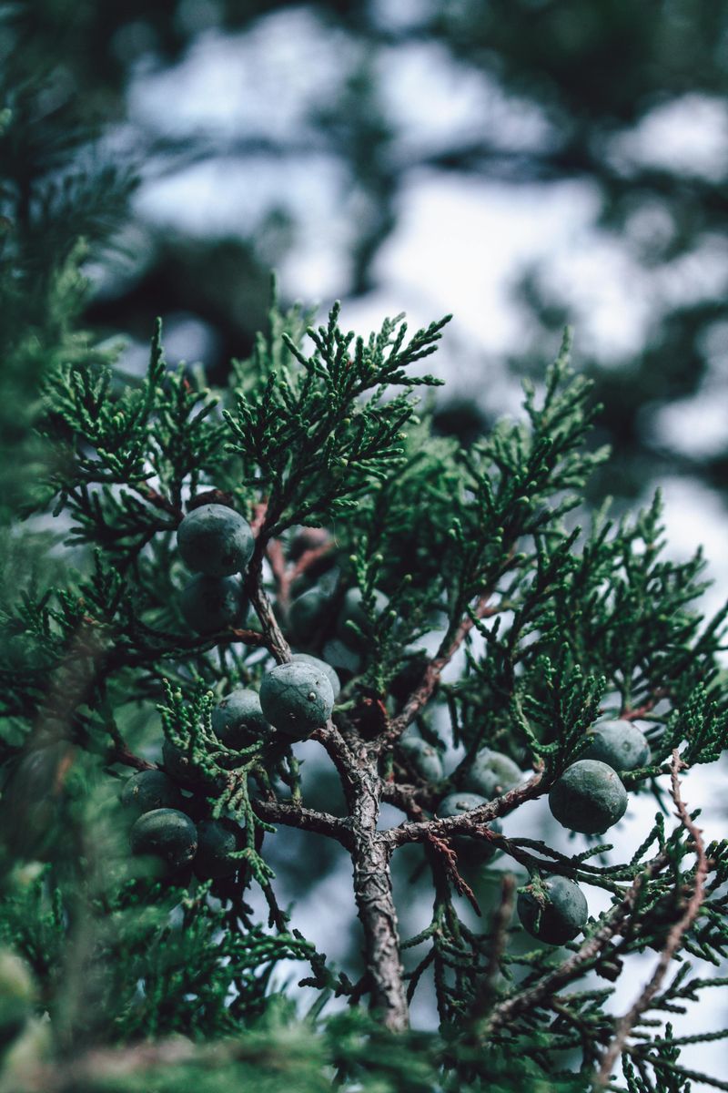 Juniper Shows Up Every Season Without Fail