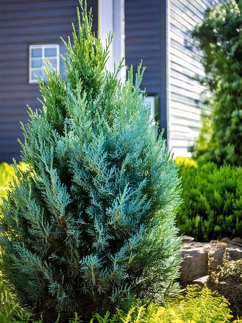 Juniper