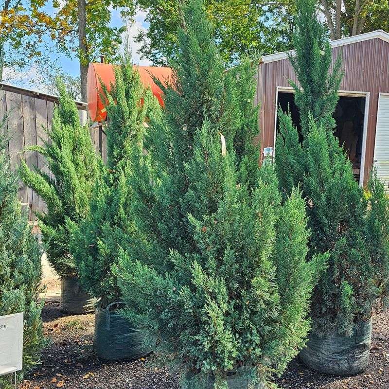 Junipers Are Hard To Shrink Once They Get Too Big