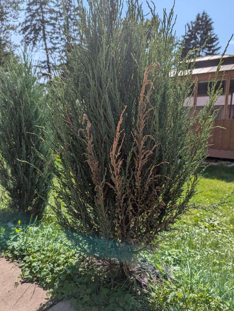 Junipers Can Dry Out Into A Fire-Smart Problem