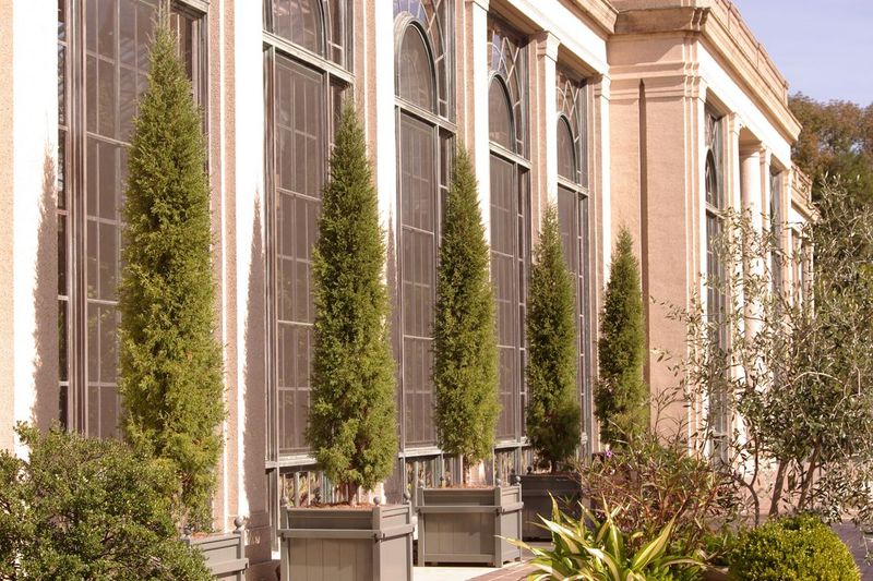 Juniperus Virginiana 'Taylor' Brings Strong Vertical Form Juniperus Virginiana 'Taylor' Brings Strong Vertical Form
