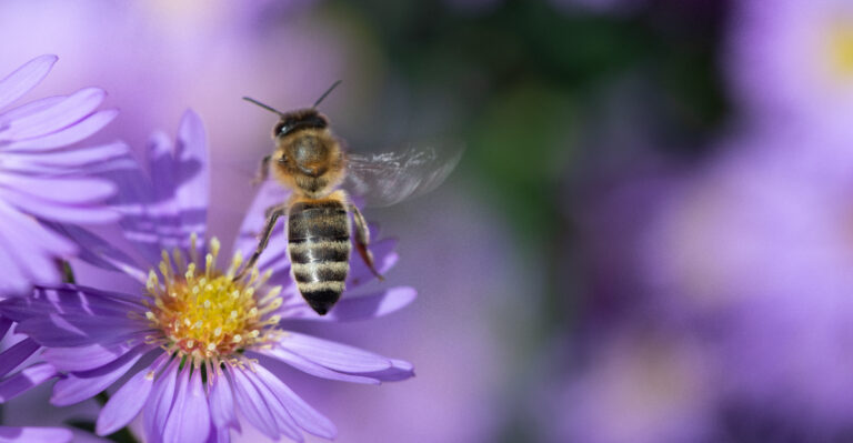 bee on aster flower