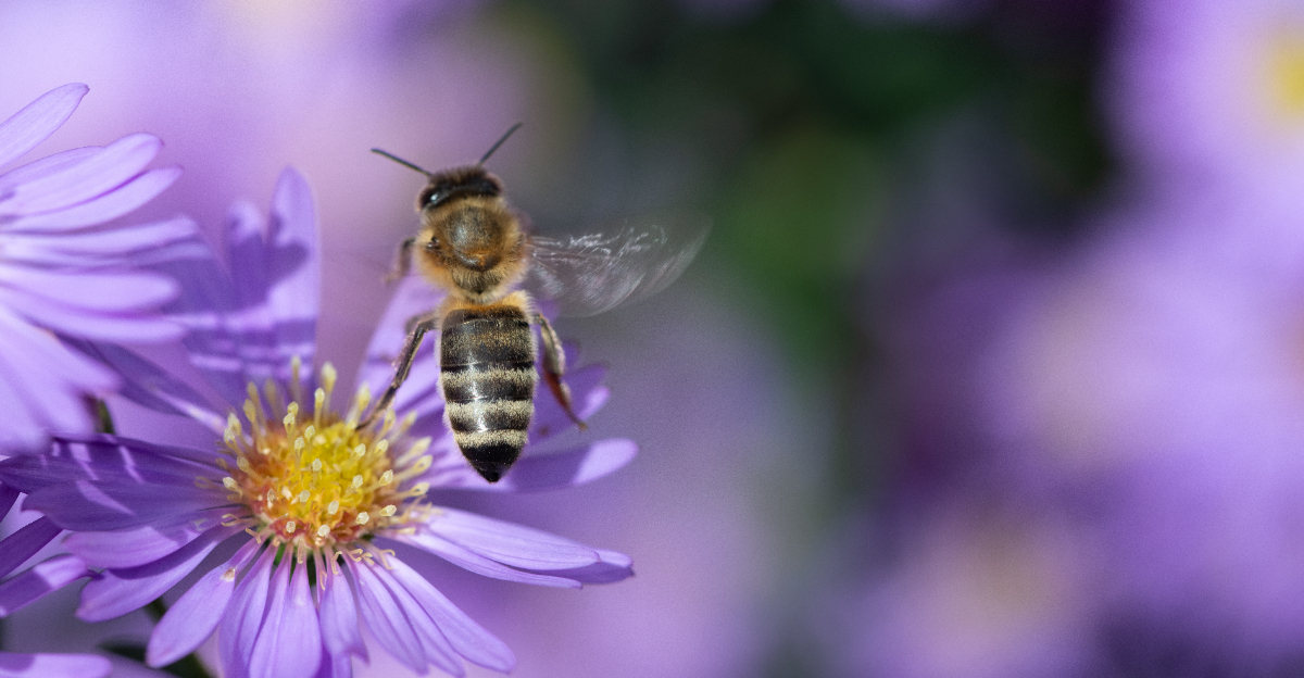 bee on aster flower