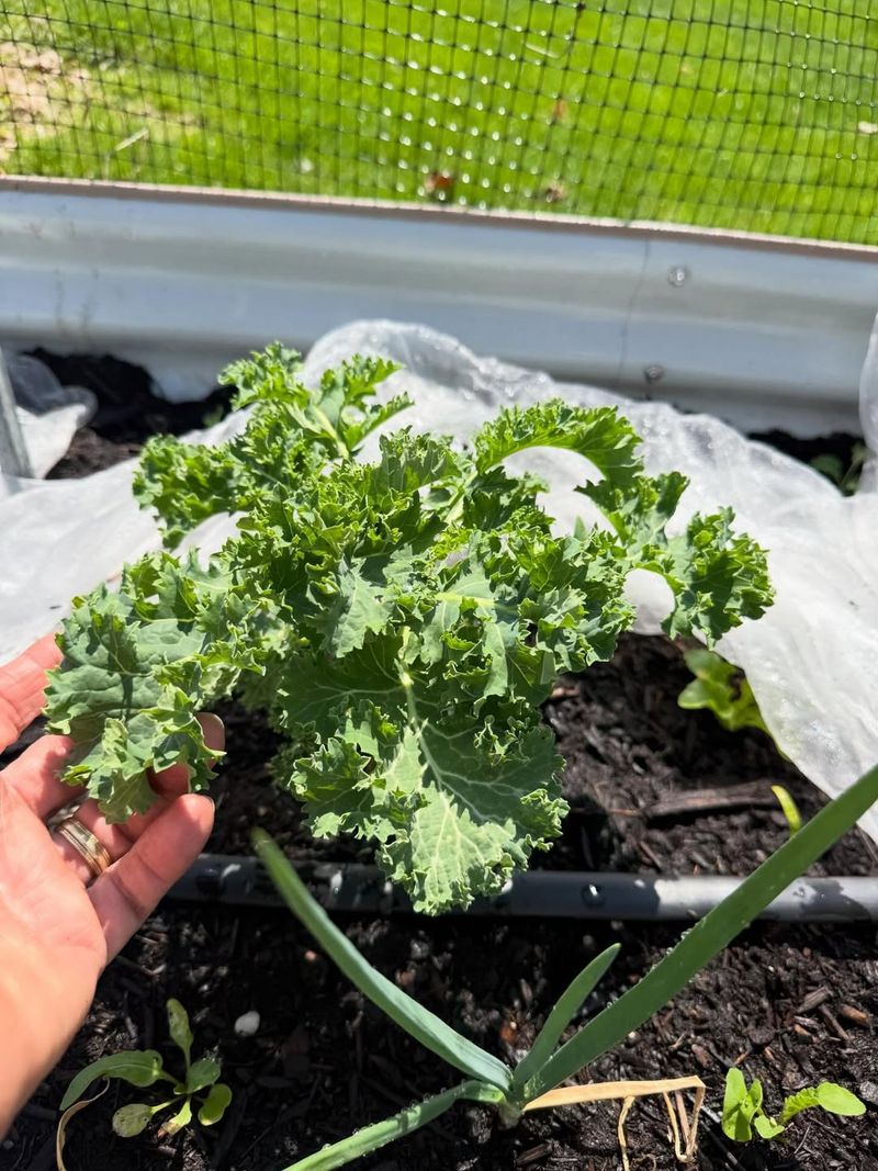Kale