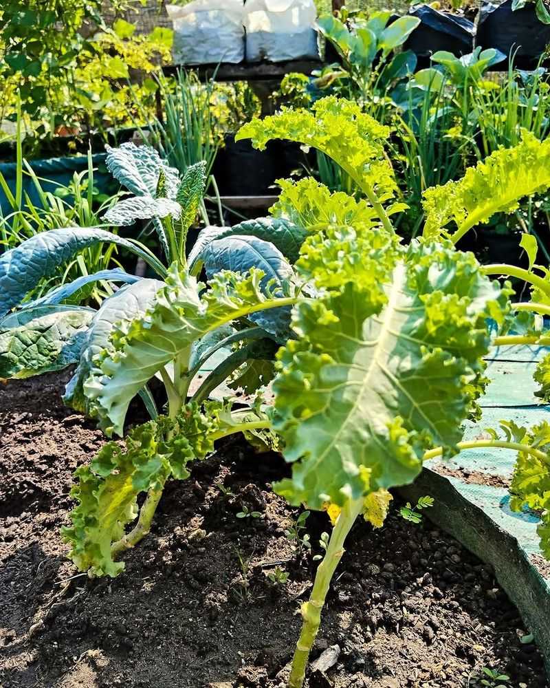 Kale Keeps Filling Out Even Without Full Sun
