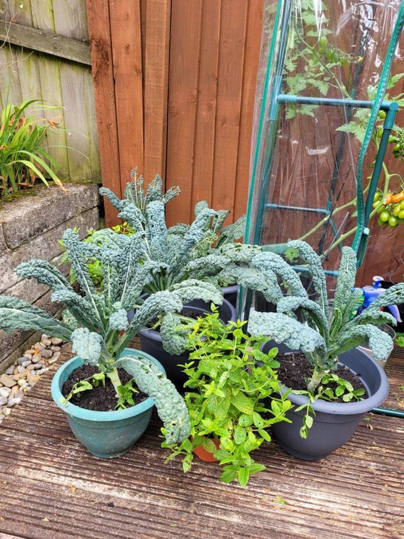 Kale Keeps Going Through Oregon's Cool Weather Kale Keeps Going Through Oregon's Cool Weather