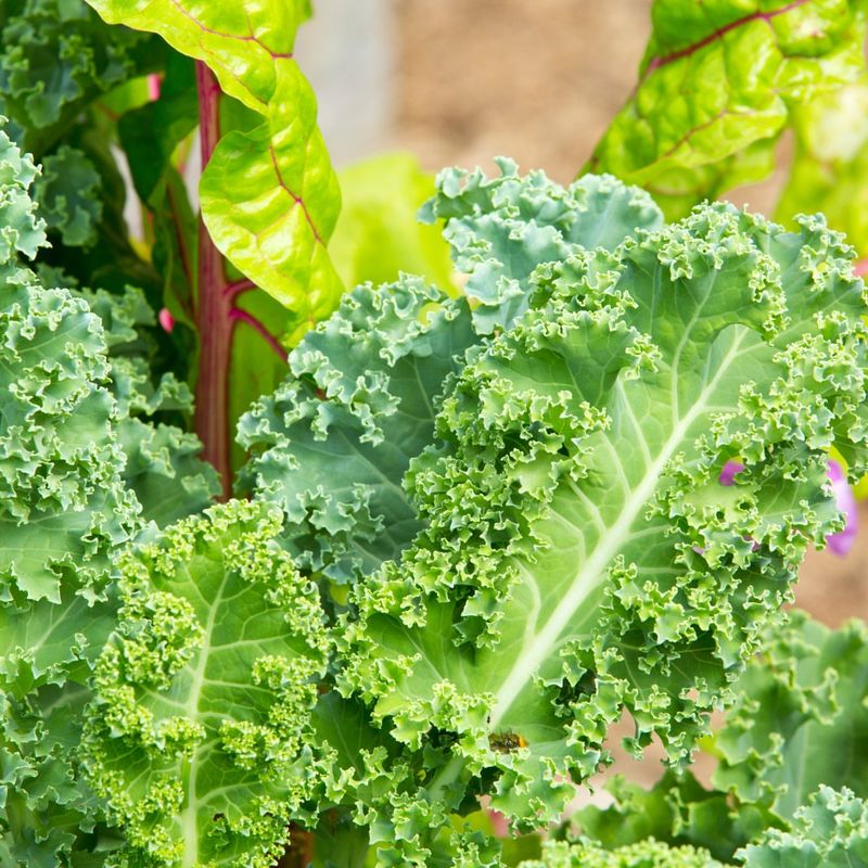 Kale Keeps Producing New Leaves Through The Season