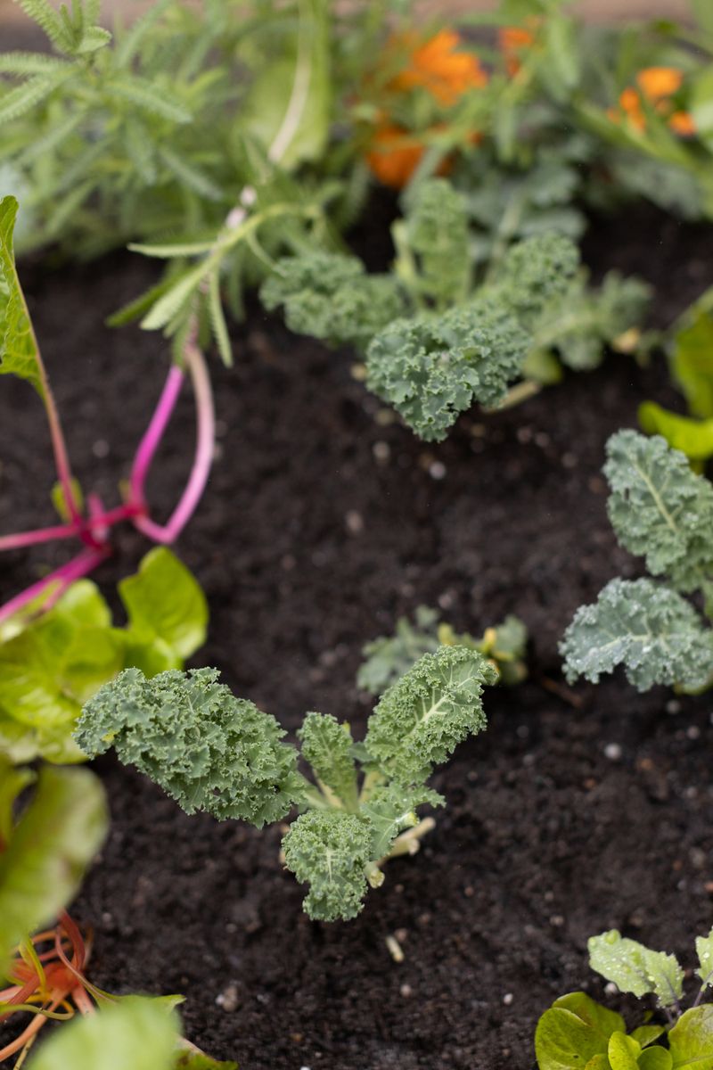 Kale Still Earns Space In The Spring Garden