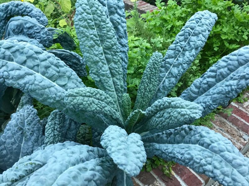Kale Tastes Best Before Heat Builds