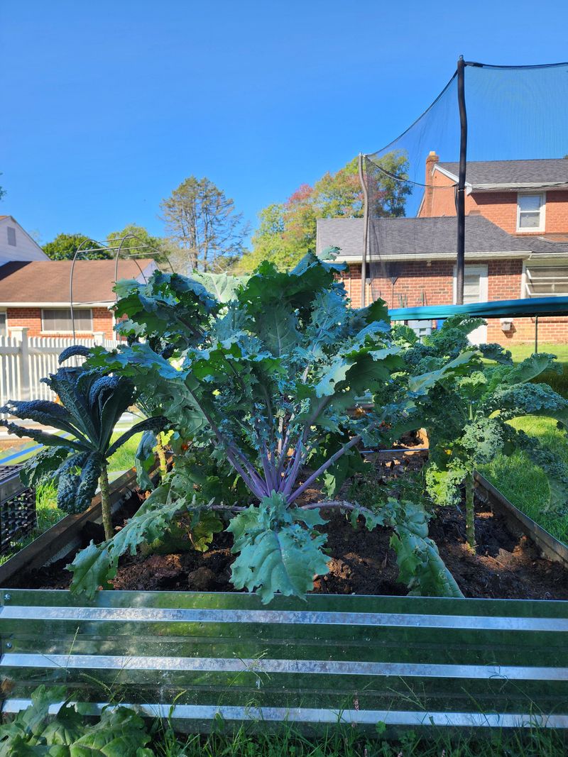 Kale
