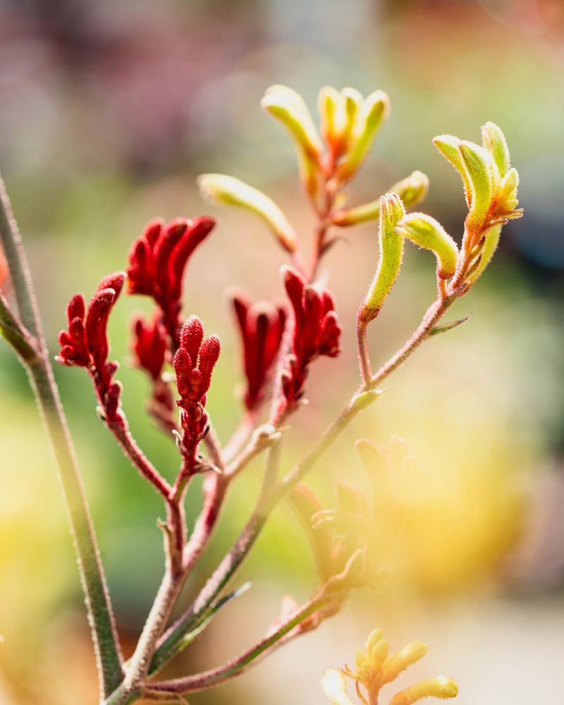Kangaroo Paw